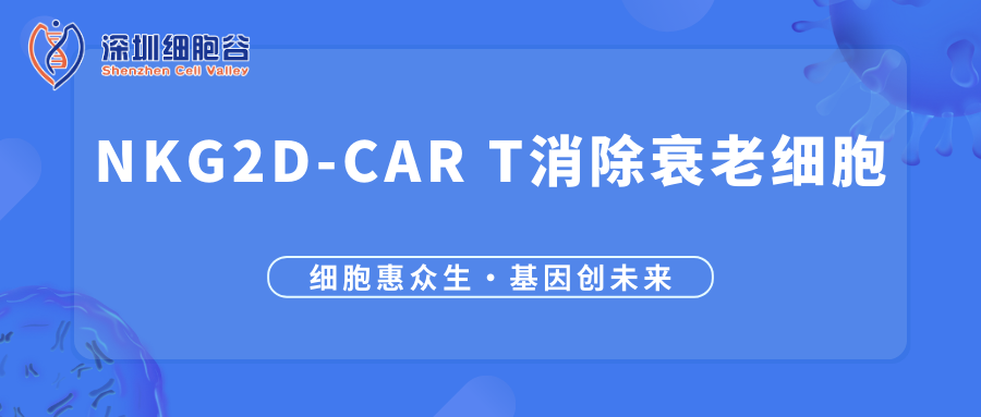 NKG2D-CAR T细胞抗衰老研究