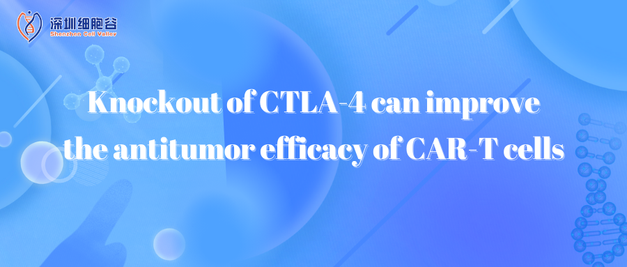 Knockout of CTLA-4 can improve the antitumor efficacy of CAR-T cells