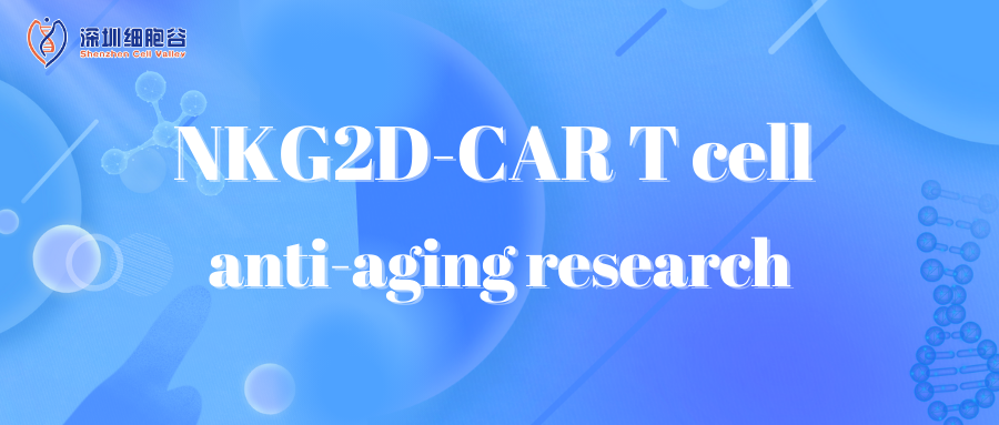 NKG2D-CAR T cell anti-aging research