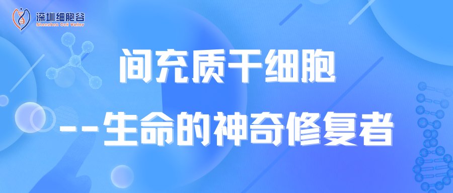 知识科普|间充质干细胞——生命的神奇修复者